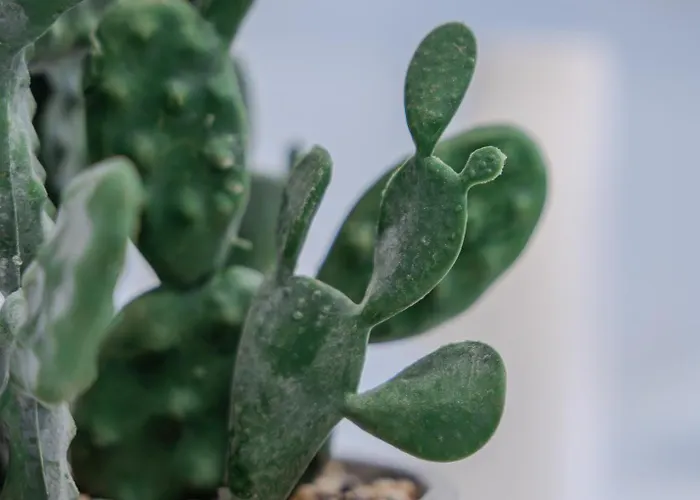 évasion Santorin - Jacuzzi&relax